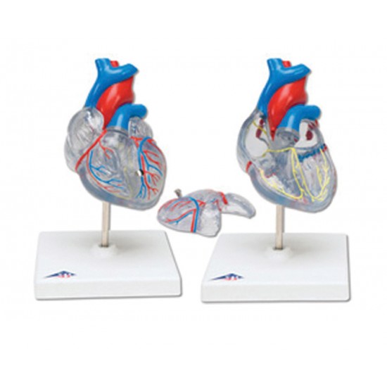 Πρόπλασμα Καρδιάς G08/3