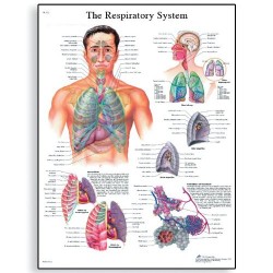 Εκπαιδευτική Αφίσα Αναπνευστικού Συστήματος